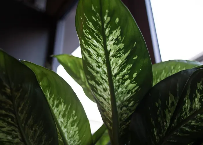 C-호텔스 조이 4* 피렌체